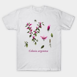 celosia argentea flowers Blume T-Shirt